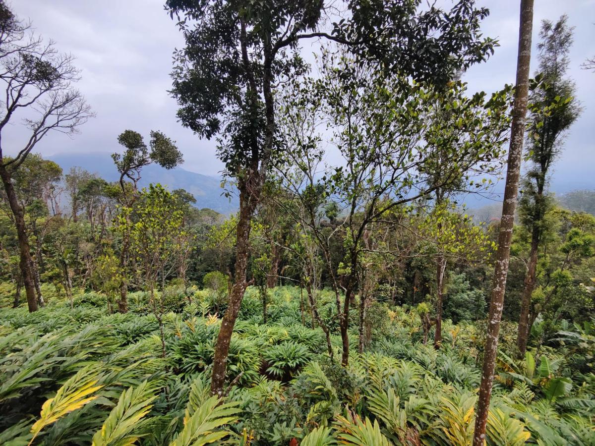 Munnar Home Stay Teadrops Plantation Villa المظهر الخارجي الصورة