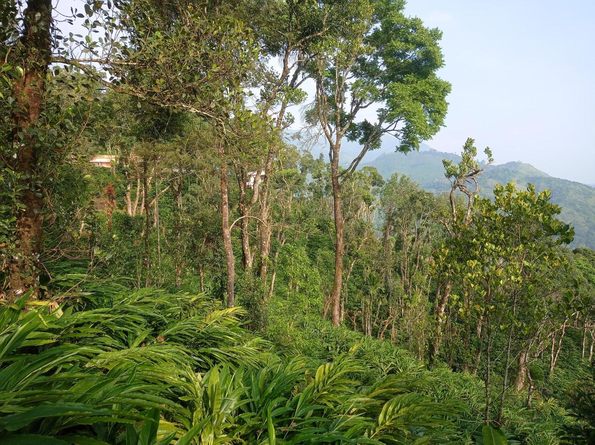 Munnar Home Stay Teadrops Plantation Villa المظهر الخارجي الصورة