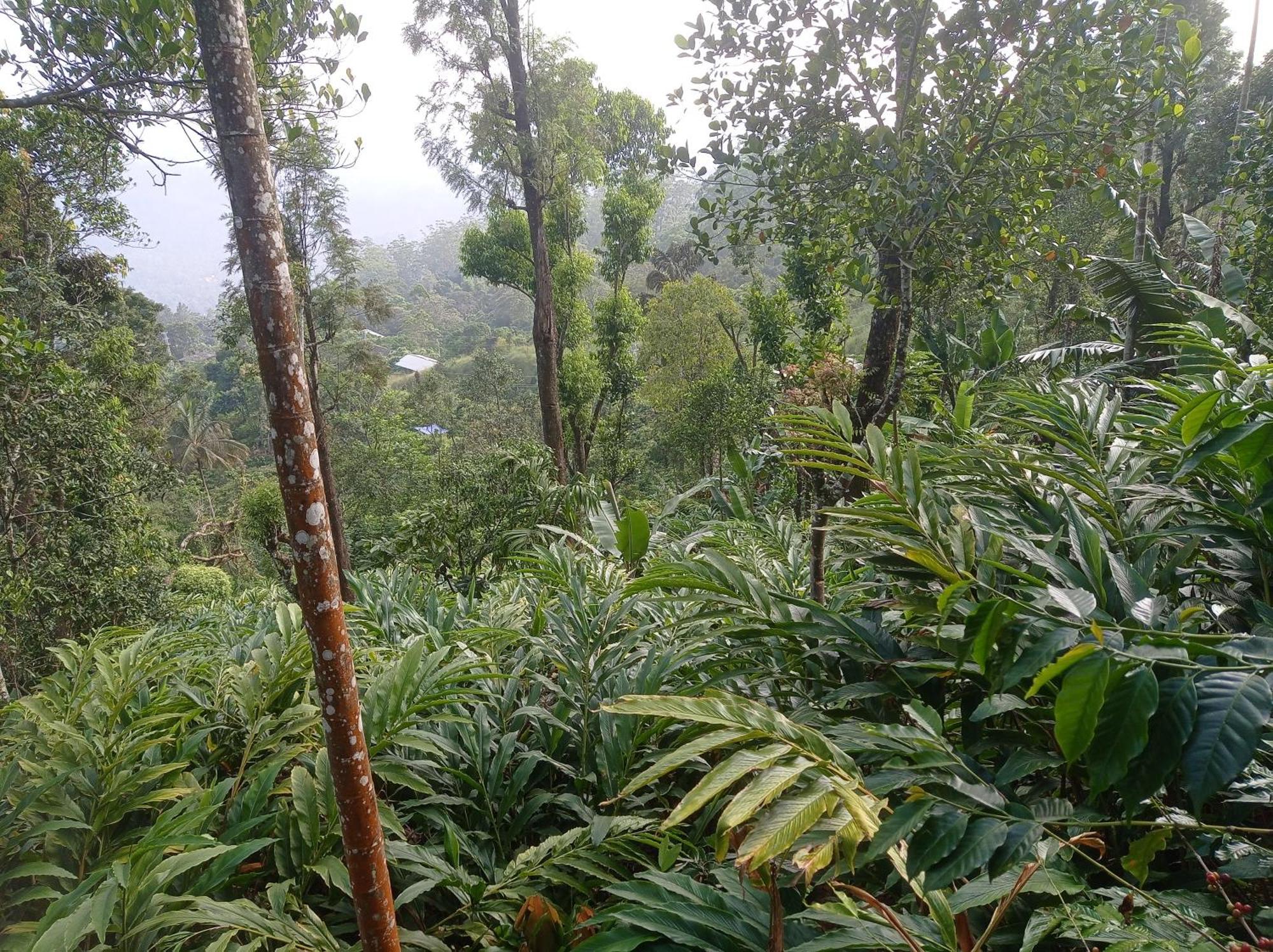 Munnar Home Stay Teadrops Plantation Villa المظهر الخارجي الصورة