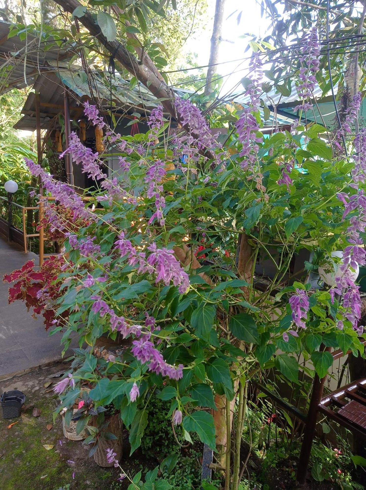 Munnar Home Stay Teadrops Plantation Villa المظهر الخارجي الصورة